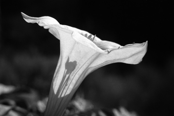 Petunia