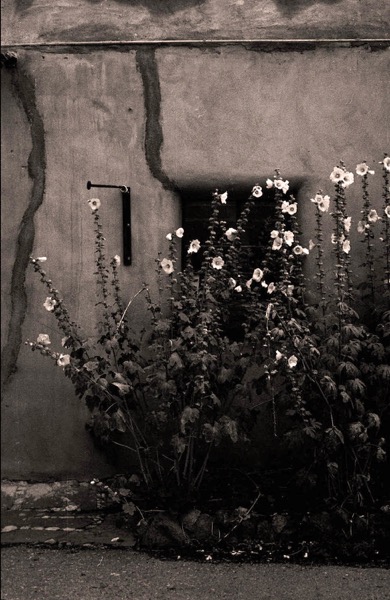 Taos Dwelling